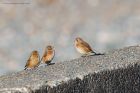 linnet_240216b.jpg