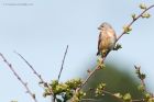 linnet_270415a.jpg