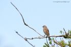 linnet_300412a.jpg