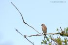 linnet_300412b.jpg