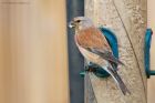 linnet_gdn_130621a.jpg