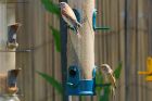 linnet_gdn_220621a.jpg