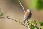 linnet_mm_010518a.jpg