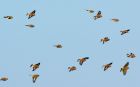 linnets_201007a.jpg