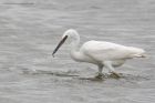 Filename=littleEgret_110816f.jpg
Filesize=291KB
Dimensions=1200x800
Date added=Feb 01, 2018 littleEgret_110816f.jpg