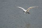 Filename=littleEgret_LM_080923a.jpg
Filesize=854KB
Dimensions=1300x867
Date added=Aug 28, 2025 littleEgret_LM_080923a.jpg