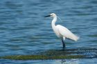 Filename=littleEgret_Noirmoutier_230622b.jpg
Filesize=919KB
Dimensions=1300x867
Date added=Aug 22, 2024 littleEgret_Noirmoutier_230622b.jpg