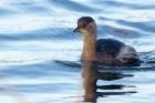 littleGrebe_020115a.jpg