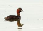 littleGrebe_060808e.jpg