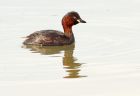 littleGrebe_060808k.jpg