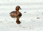 littleGrebe_060808l.jpg