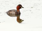 littleGrebe_060808m.jpg