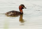 littleGrebe_060808n.jpg