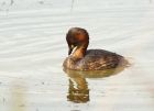 littleGrebe_060808p.jpg