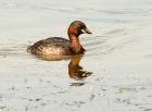 littleGrebe_060808u.jpg