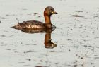 littleGrebe_060808v.jpg