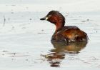 littleGrebe_060808y.jpg