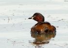 littleGrebe_060808z.jpg