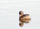 Filename=littleGrebe_060809d.jpg
Filesize=180KB
Dimensions=900x643
Date added=Aug 12, 2009 littleGrebe_060809d.jpg