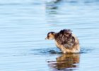 littleGrebe_060809gg.jpg