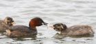 littleGrebe_110816a.jpg