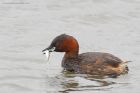 littleGrebe_110816b.jpg