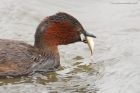Filename=littleGrebe_110816e.jpg
Filesize=441KB
Dimensions=1200x800
Date added=Feb 01, 2018 littleGrebe_110816e.jpg