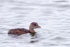 littleGrebe_111011a.jpg