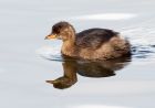 littleGrebe_121008a.jpg