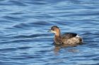 littleGrebe_140213a.jpg