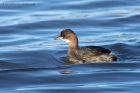 littleGrebe_140213i.jpg