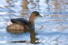 littleGrebe_140213k.jpg