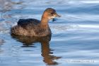 littleGrebe_140213o.jpg