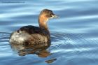 littleGrebe_140213s.jpg