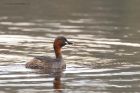 littleGrebe_220316a.jpg