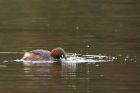 littleGrebe_220316b.jpg