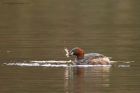 littleGrebe_220316c.jpg