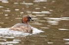 littleGrebe_220316e.jpg