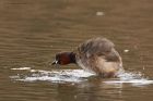 littleGrebe_220316f.jpg