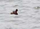 littleGrebe_240309c.jpg