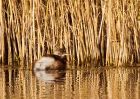 littleGrebe_251108a.jpg