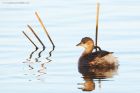 littleGrebe_281216a.jpg