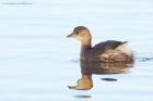 littleGrebe_281216f.jpg