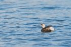 littleGrebe_300915b.jpg