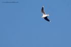 littleGull_050112a.jpg