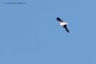 littleGull_050112c.jpg