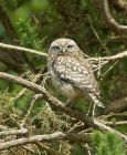 littleOwl.jpg