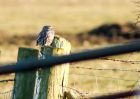 littleOwl_040310a.jpg