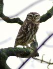 littleOwl_160108a.jpg