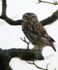 littleOwl_160108c.jpg